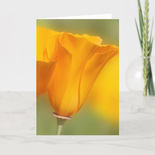 California Poppy Karte