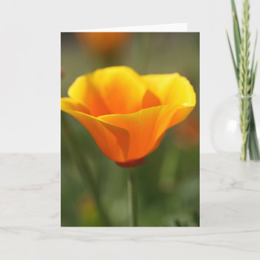 California Poppy Karte (Vorderseite)