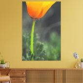 California Poppy Leinwanddruck (Insitu (Wohnzimmer))