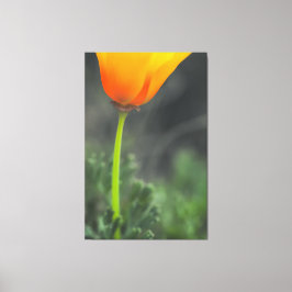 California Poppy Leinwanddruck