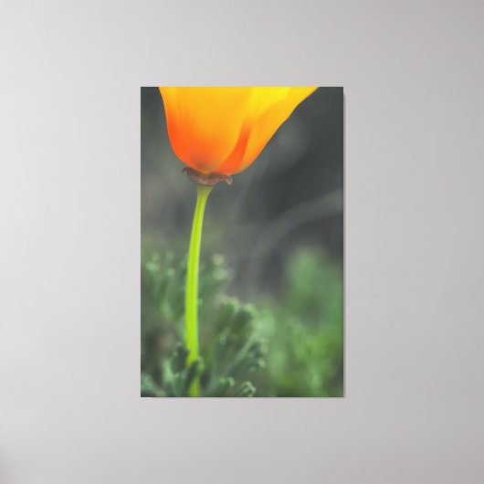 California Poppy Leinwanddruck (Vorderseite)