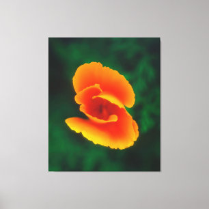 California Poppy Leinwanddruck