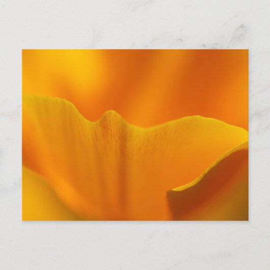 California Poppy Nah-Up.. Postkarte (Vorderseite)