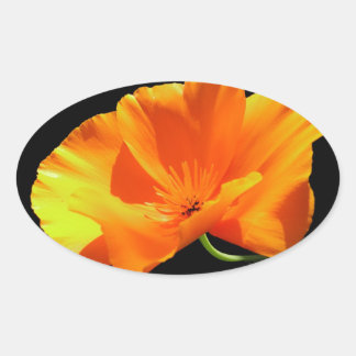 California Poppy Ovaler Aufkleber