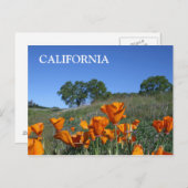 California Poppy, Postcard Postkarte (Vorne/Hinten)
