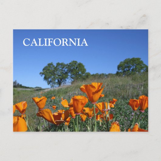California Poppy, Postcard Postkarte (Vorderseite)