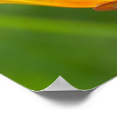 California Poppy Poster (Ecke)