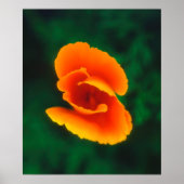 California Poppy Poster (Vorne)