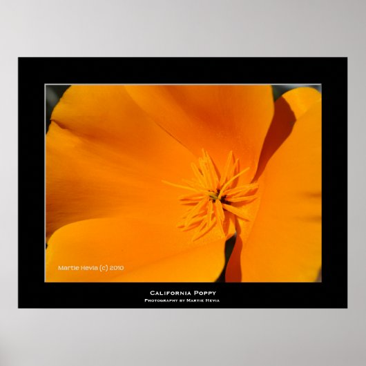 "California Poppy" Poster (Vorne)