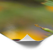 California Poppy Poster (Ecke)