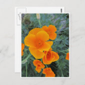 California Poppy Postkarte (Vorne/Hinten)