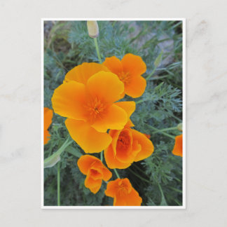 California Poppy Postkarte