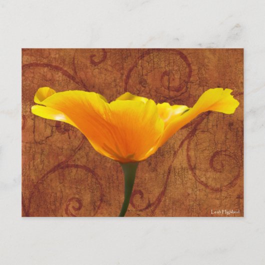California Poppy Postkarte (Vorderseite)