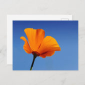 California Poppy Postkarte (Vorne/Hinten)
