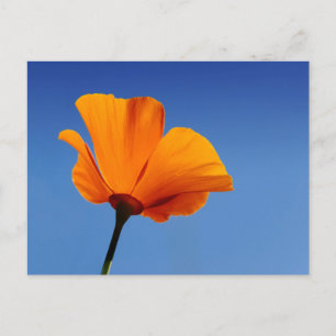 California Poppy Postkarte