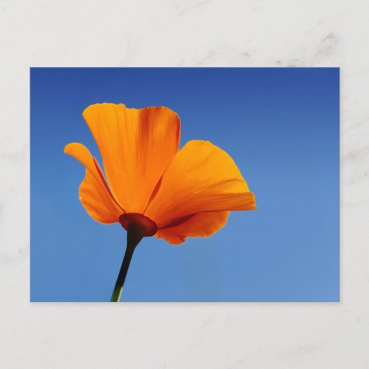California Poppy Postkarte (Vorderseite)