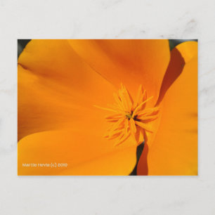 California Poppy Postkarte