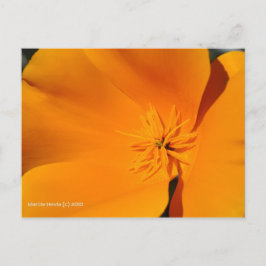 California Poppy Postkarte