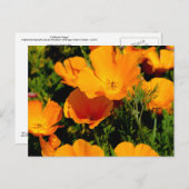 "California Poppy" Postkarte (Vorne/Hinten)