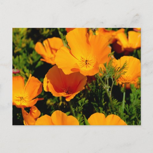 "California Poppy" Postkarte (Vorderseite)