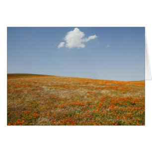 California Poppy Reserve