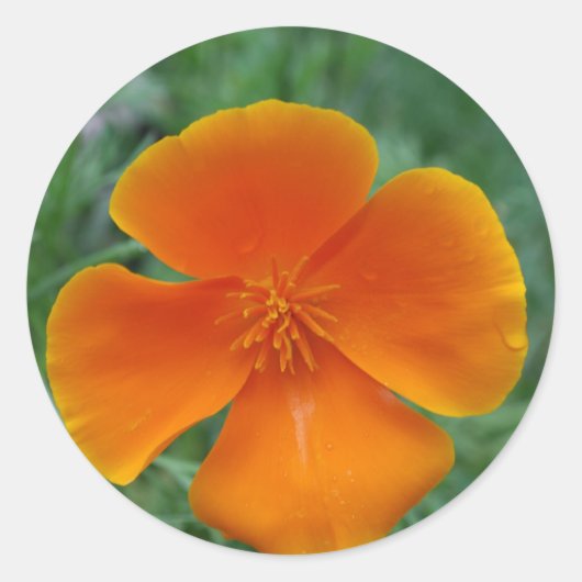 California Poppy Runder Aufkleber (Vorderseite)