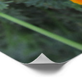 California Poppy Staat Blume Poster (Ecke)