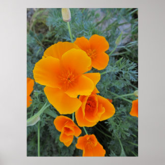 California Poppy Staat Blume Poster