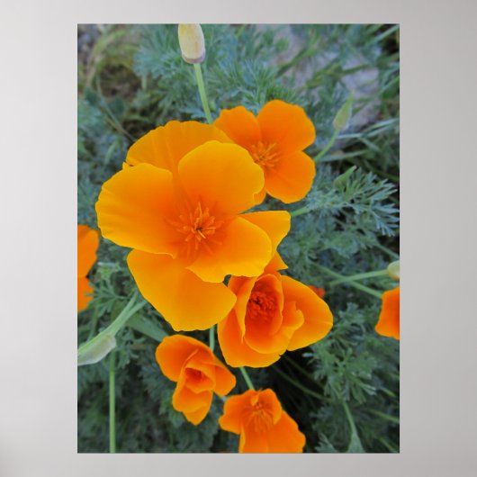 California Poppy Staat Blume Poster (Vorne)