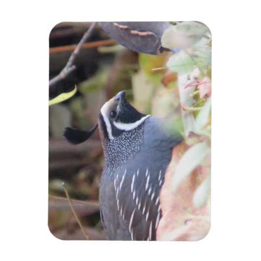 California Quai Profile Magnet (Vertikal)