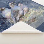 California Quail Bird Naturschutzgebiet Sherpadecke (3/4)