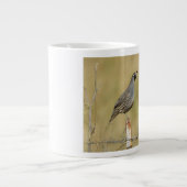 California Quail Jumbo-Tasse (Vorderseite)