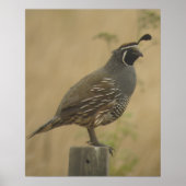 California Quail Poster (Vorne)