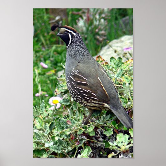 California quail poster (Vorne)