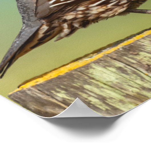 California Quail Poster (Ecke)