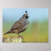 California Quail Poster (Vorne)
