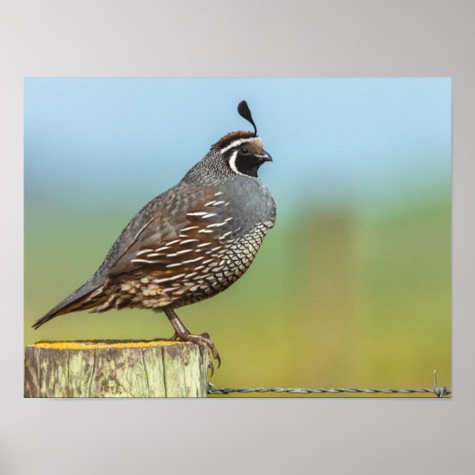 California Quail Poster (Vorne)