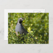 California Quail Postkarte (Vorne/Hinten)