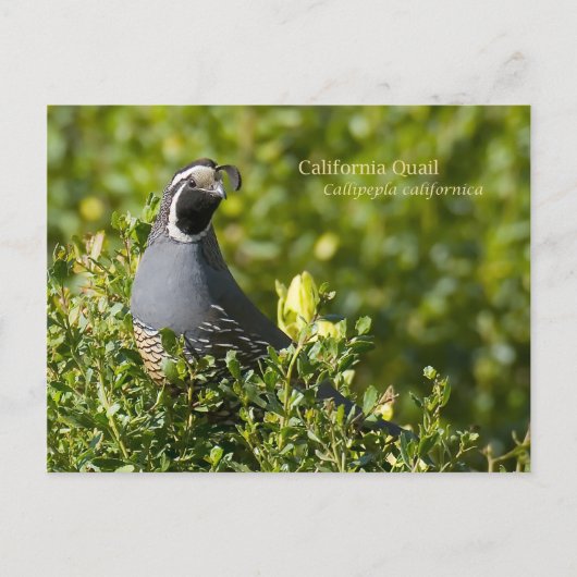 California Quail Postkarte (Vorderseite)