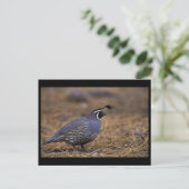 California Quail Postkarte (Stehend Vorderseite)