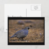 California Quail Postkarte (Vorne/Hinten)