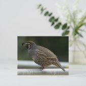 California Quail Postkarte (Stehend Vorderseite)