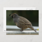 California Quail Postkarte (Vorne/Hinten)