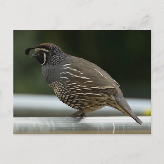 California Quail Postkarte (Vorderseite)