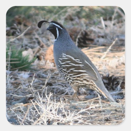 California Quail - Square Sticker (Vorderseite)
