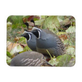 California Quail Twins Magnet (Horizontal)