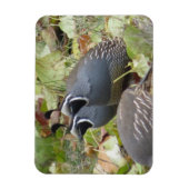California Quail Twins Magnet (Vertikal)