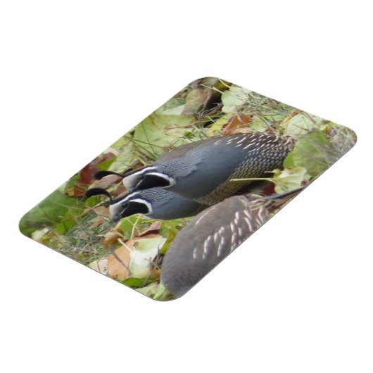 California Quail Twins Magnet (Linke Seite)