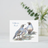 California Quail , Vogel, Natur, Wildtiere Postkarte (Stehend Vorderseite)