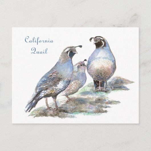 California Quail , Vogel, Natur, Wildtiere Postkarte (Vorderseite)
